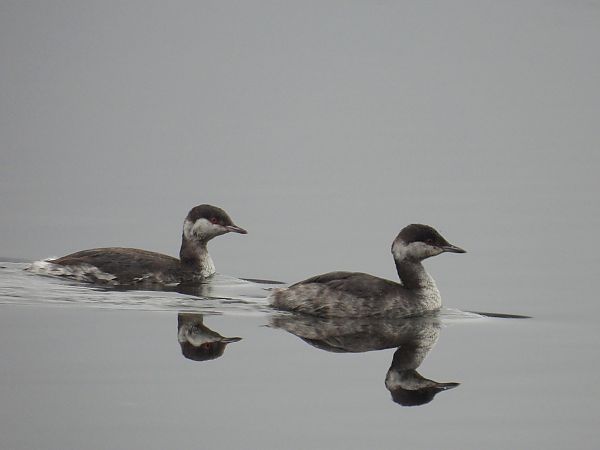 perkoz rogaty  - Wójcik Jarosław