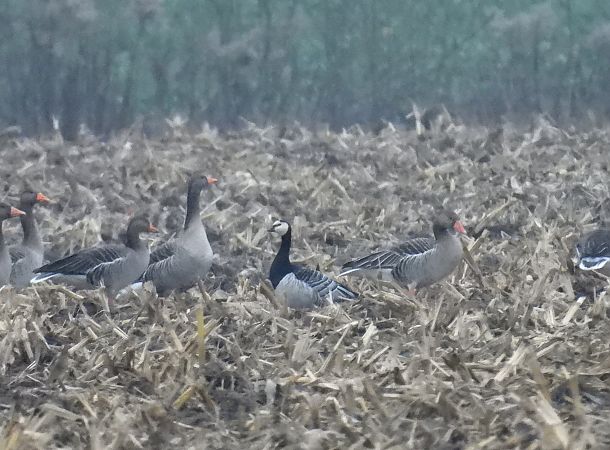 bernikla białolica  - Wójcik Jarosław
