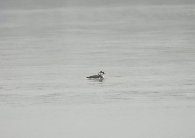 perkoz rogaty  - Wójcik Jarosław