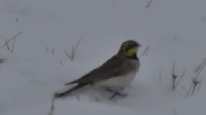 Horned Lark  - Anonymous