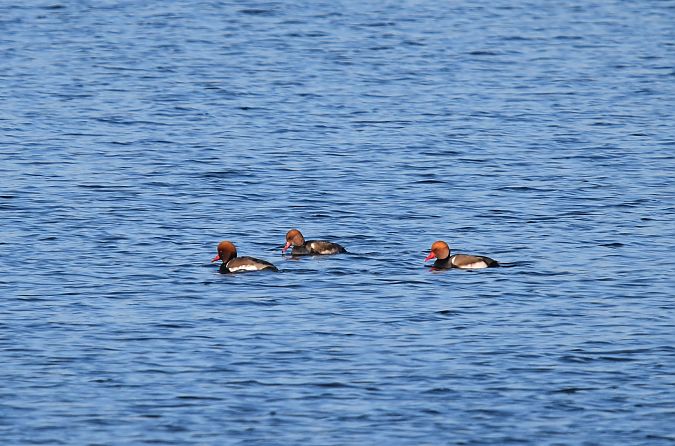hełmiatka  - Tomasz Cieślak