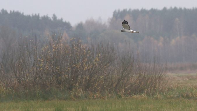 błotniak zbożowy  - Grzegorz Kaczorowski