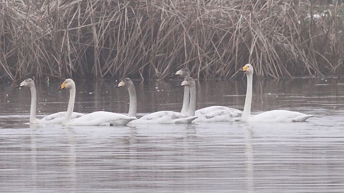 łabędź krzykliwy  - Grzegorz Kaczorowski