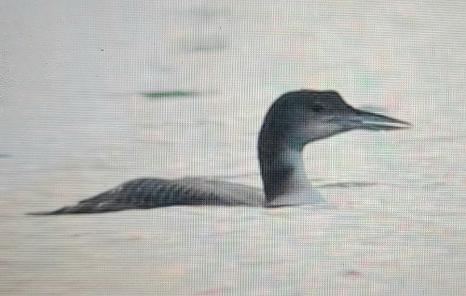 Eistaucher  - Tymoteusz Mazurkiewicz