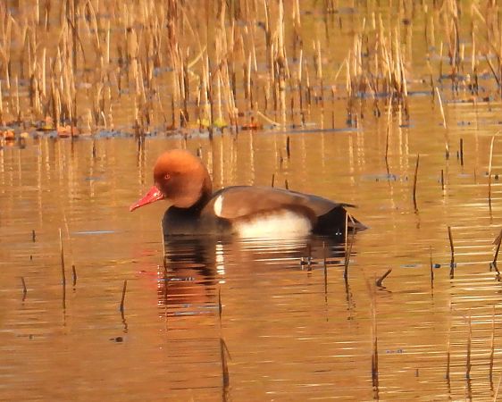 hełmiatka  - Anna Sobczyk