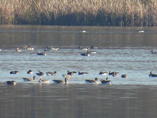 bernikla rdzawoszyja  - Anna Sobczyk