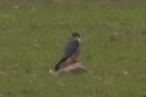 drzemlik  - Kamil Martyniak