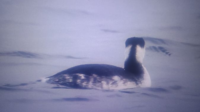 perkoz rogaty  - Mateusz Chaja