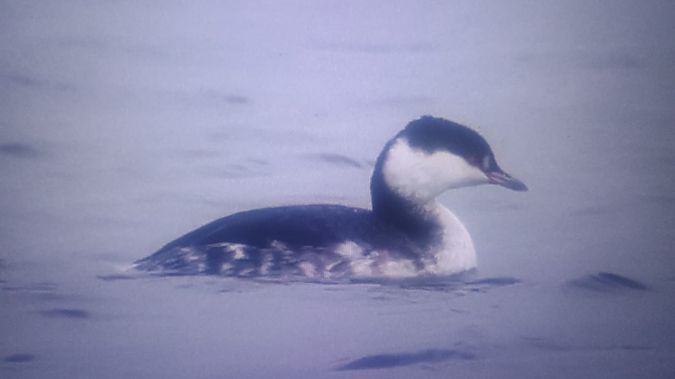 perkoz rogaty  - Mateusz Chaja