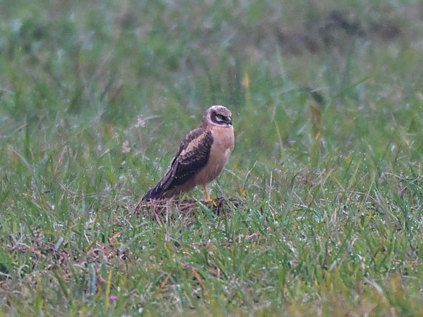 błotniak stepowy  - Waldemar Michalak