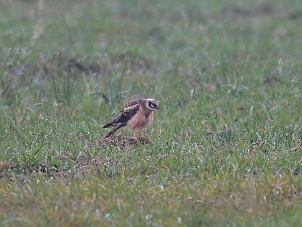 Busard pâle  - Waldemar Michalak
