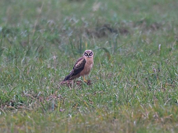 Busard pâle  - Waldemar Michalak