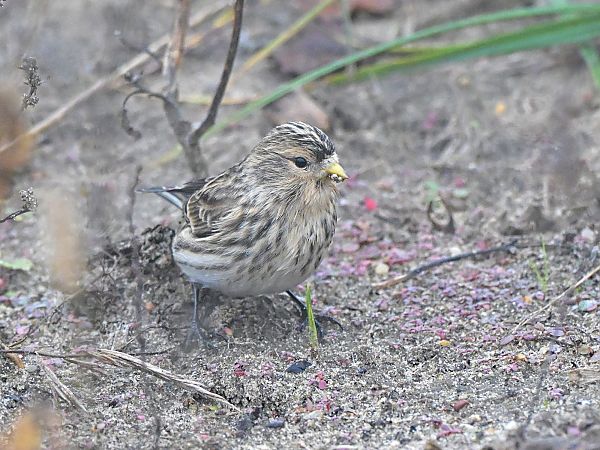 rzepołuch  - Waldemar Michalak