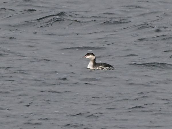 perkoz rogaty  - Waldemar Michalak