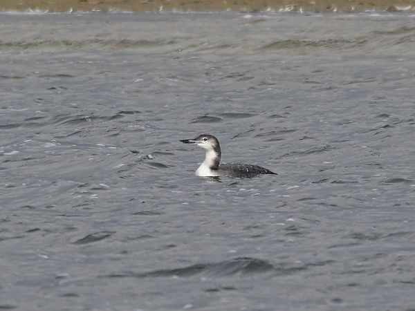 lodowiec  - Waldemar Michalak