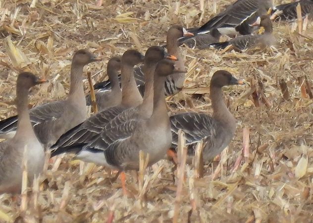 gęś zbożowa  - Artur Staszewski