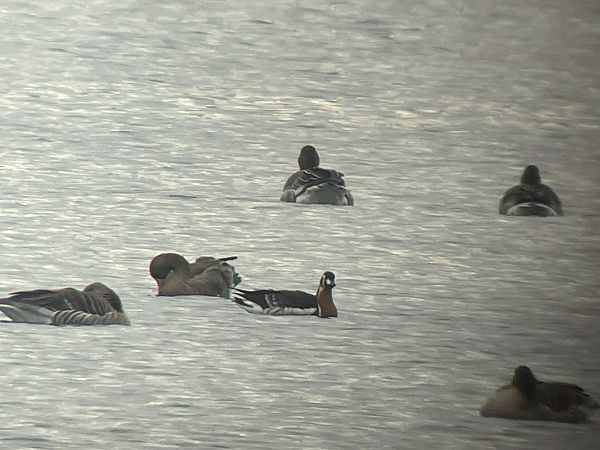 bernikla rdzawoszyja  - Piotr Izworski