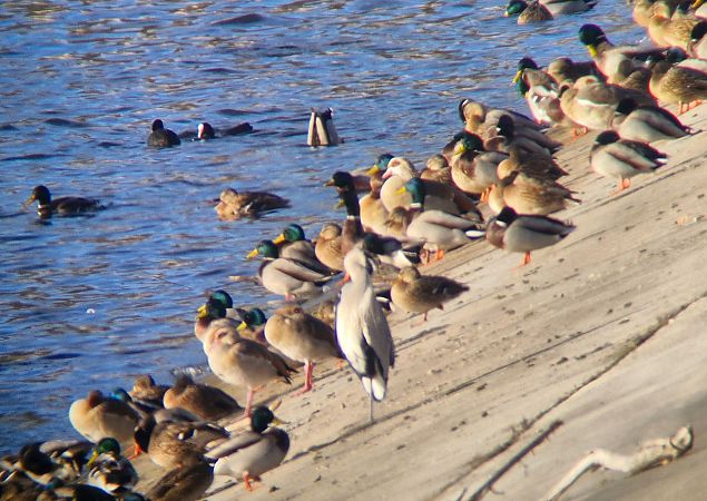 gęsiówka egipska  - Tomasz Zarzycki