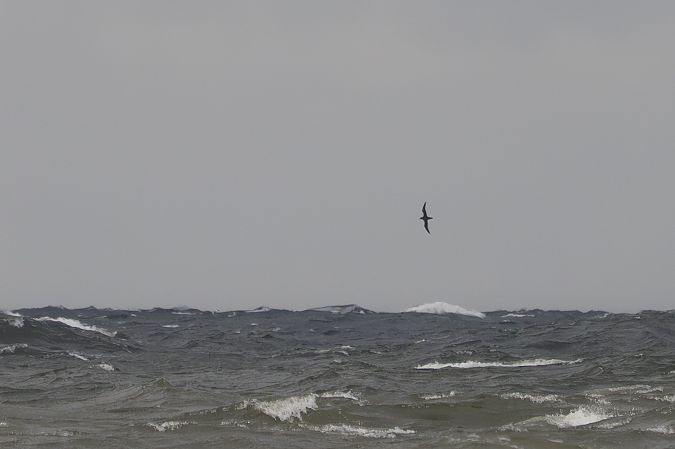 Dunkler Sturmtaucher  - Katarzyna Matusik