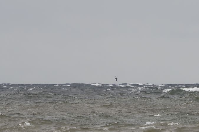 burzyk szary  - Katarzyna Matusik