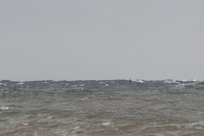 Puffin fuligineux  - Katarzyna Matusik