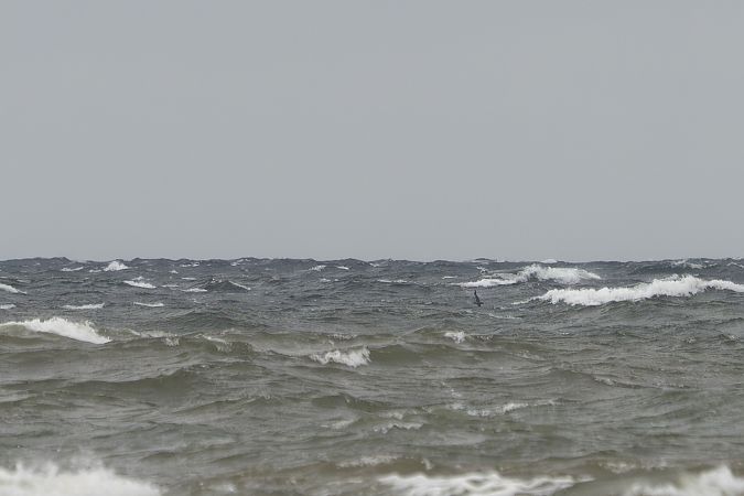 burzyk szary  - Katarzyna Matusik