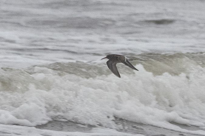 Meerstrandläufer  - Katarzyna Matusik