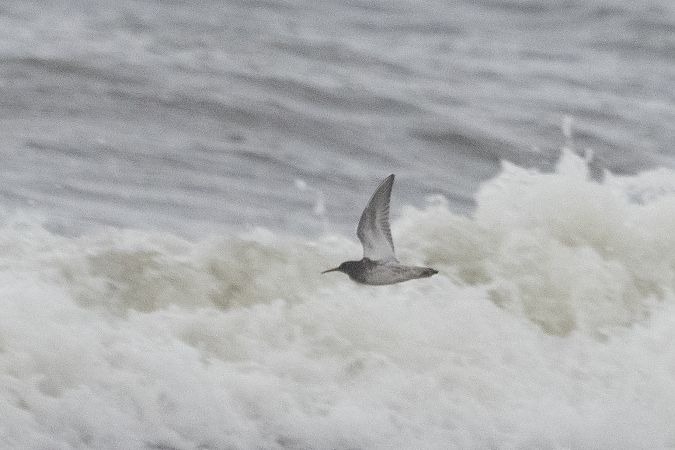 Bécasseau violet  - Katarzyna Matusik