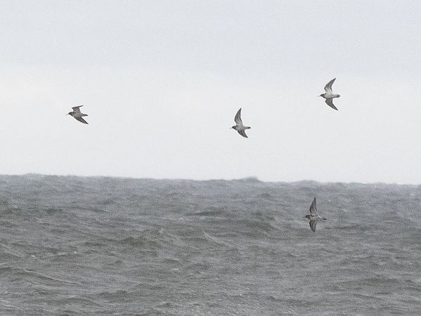 Meerstrandläufer  - Katarzyna Matusik
