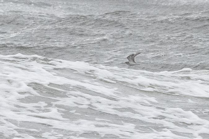 Meerstrandläufer  - Katarzyna Matusik