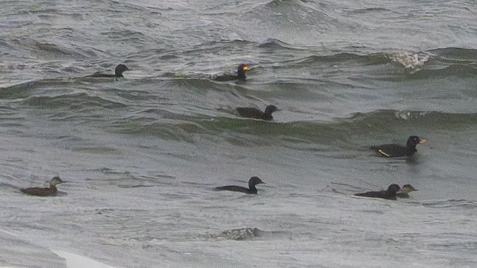 Macreuse à bec jaune  - Katarzyna Matusik