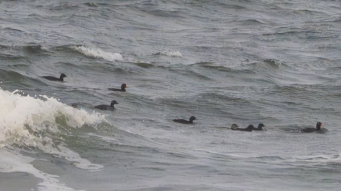 Macreuse à bec jaune  - Katarzyna Matusik