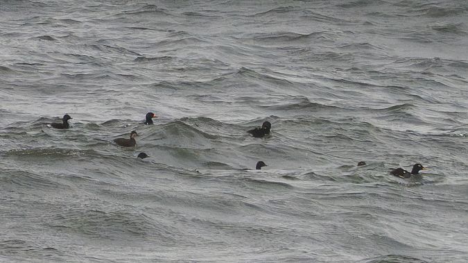 Macreuse à bec jaune  - Katarzyna Matusik