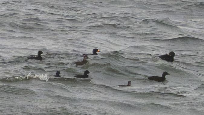 Macreuse à bec jaune  - Katarzyna Matusik