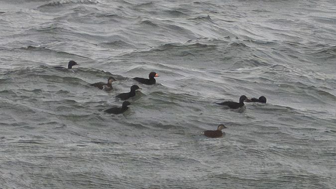 Macreuse à bec jaune  - Katarzyna Matusik