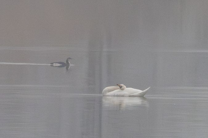 nur czarnoszyi  - Katarzyna Matusik