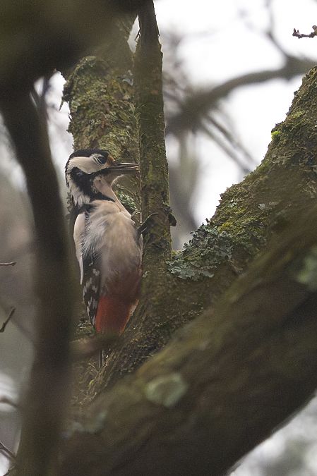 dzięcioł duży  - Katarzyna Matusik