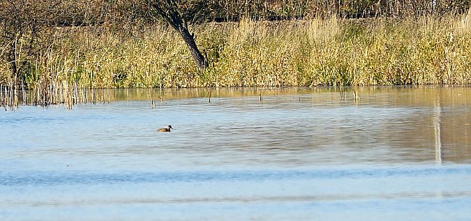 hełmiatka  - Jadwiga Jagiełko
