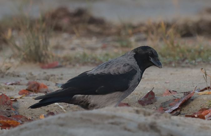 Hybride Corneille noire x mantelée  - Grzegorz Neubauer