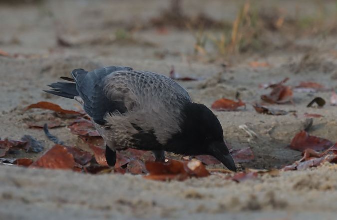 Hybride Corneille noire x mantelée  - Grzegorz Neubauer