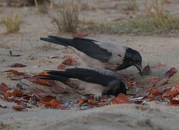 Hybrid Raben- x Nebelkrähe  - Grzegorz Neubauer
