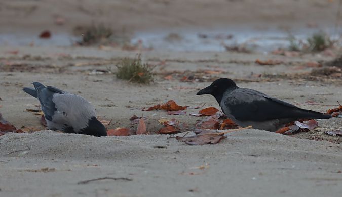 Hybride Corneille noire x mantelée  - Grzegorz Neubauer