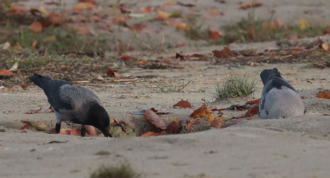 czarnowron x wrona siwa  - Grzegorz Neubauer