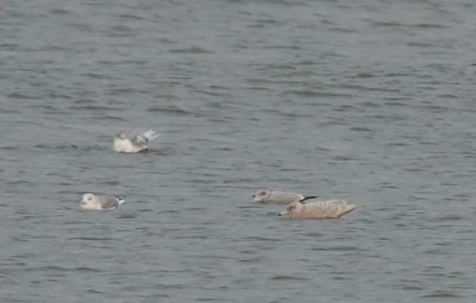 mewa srebrzysta x mewa blada  - Grzegorz Neubauer