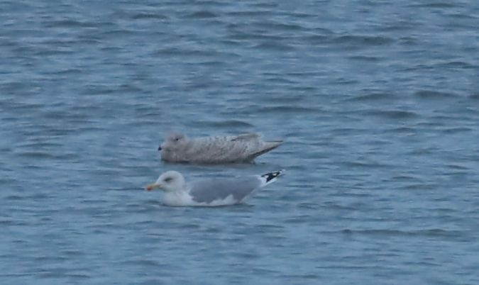 mewa srebrzysta x mewa blada  - Grzegorz Neubauer