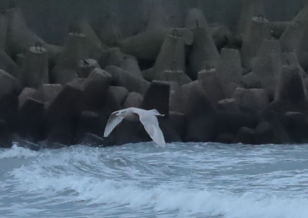 mewa srebrzysta x mewa blada  - Grzegorz Neubauer