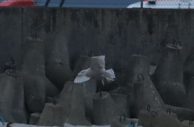 mewa srebrzysta x mewa blada  - Grzegorz Neubauer