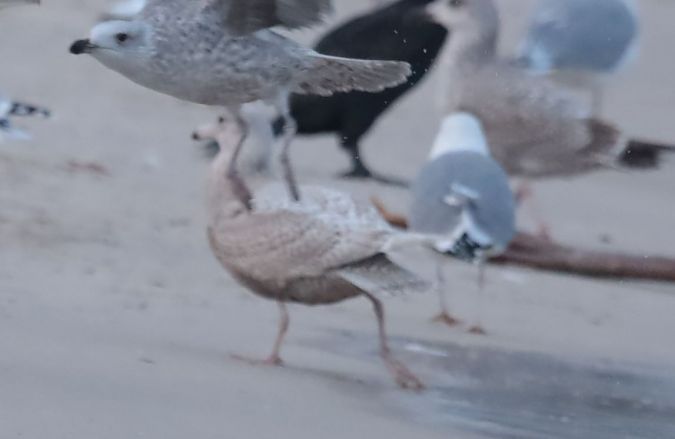 mewa srebrzysta x mewa blada  - Grzegorz Neubauer