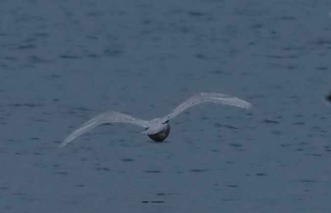 mewa srebrzysta x mewa blada  - Grzegorz Neubauer