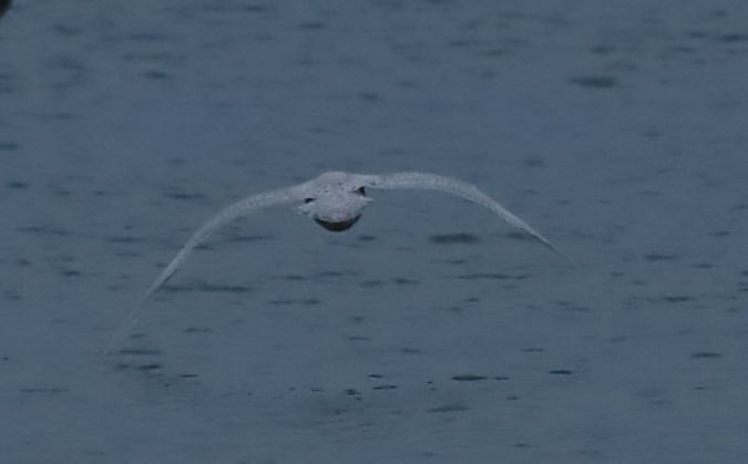 mewa srebrzysta x mewa blada  - Grzegorz Neubauer